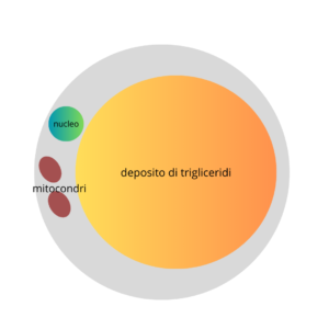 Tessuto adiposo e rischio cardiovascolare