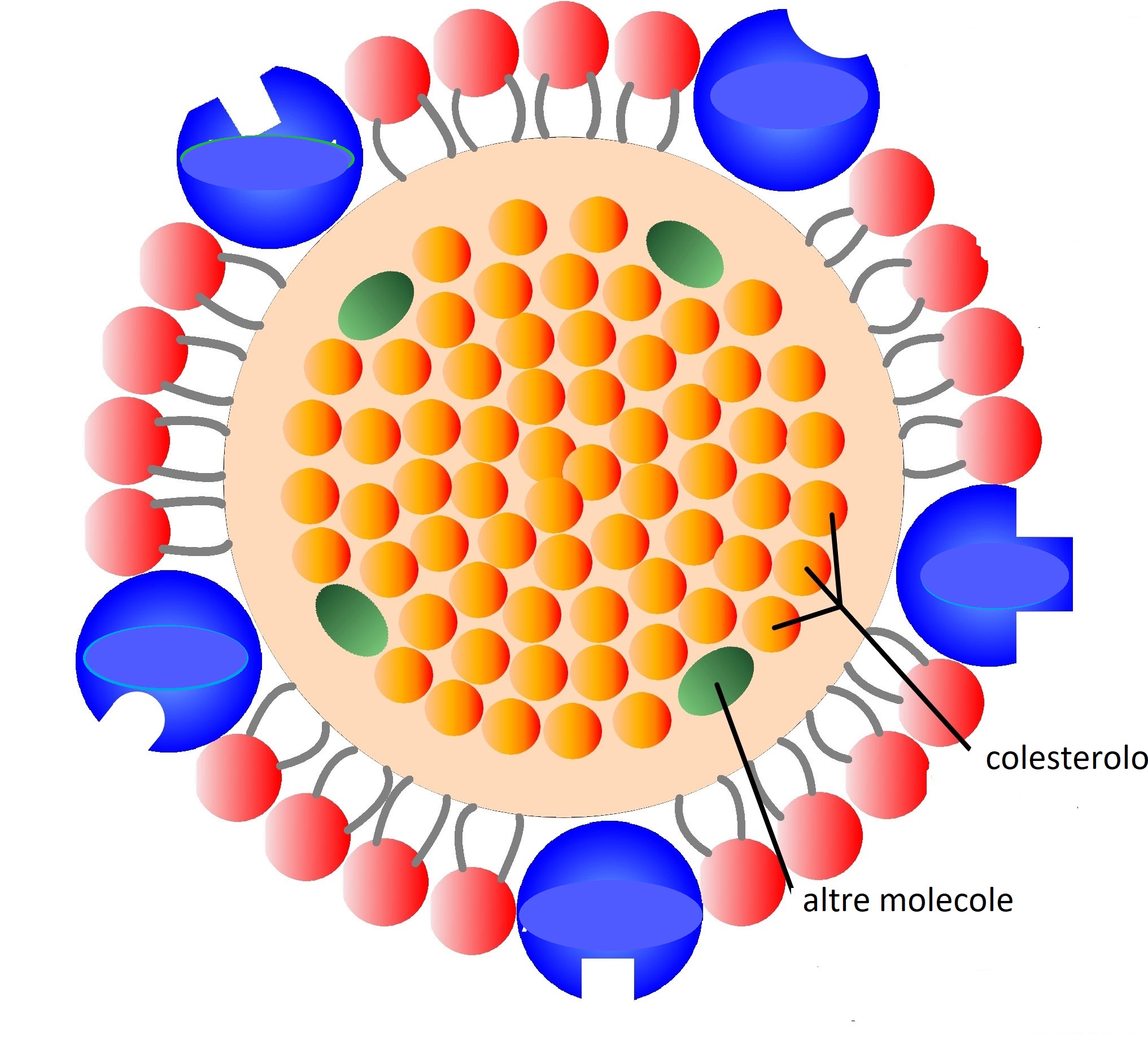 lipoproteine_colesterolo lipoproteine_colesterolo