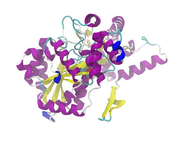 funzione delle proteine-struttura terziaria funzione delle proteine-struttura terziaria