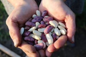 Proteine animali e vegetali: qual è la differenza?