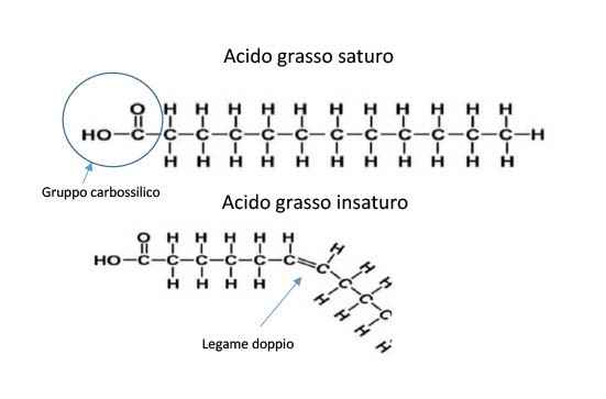 acidi grassi saturi e insaturi