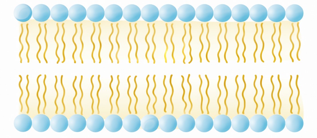 fosfolipidi struttura